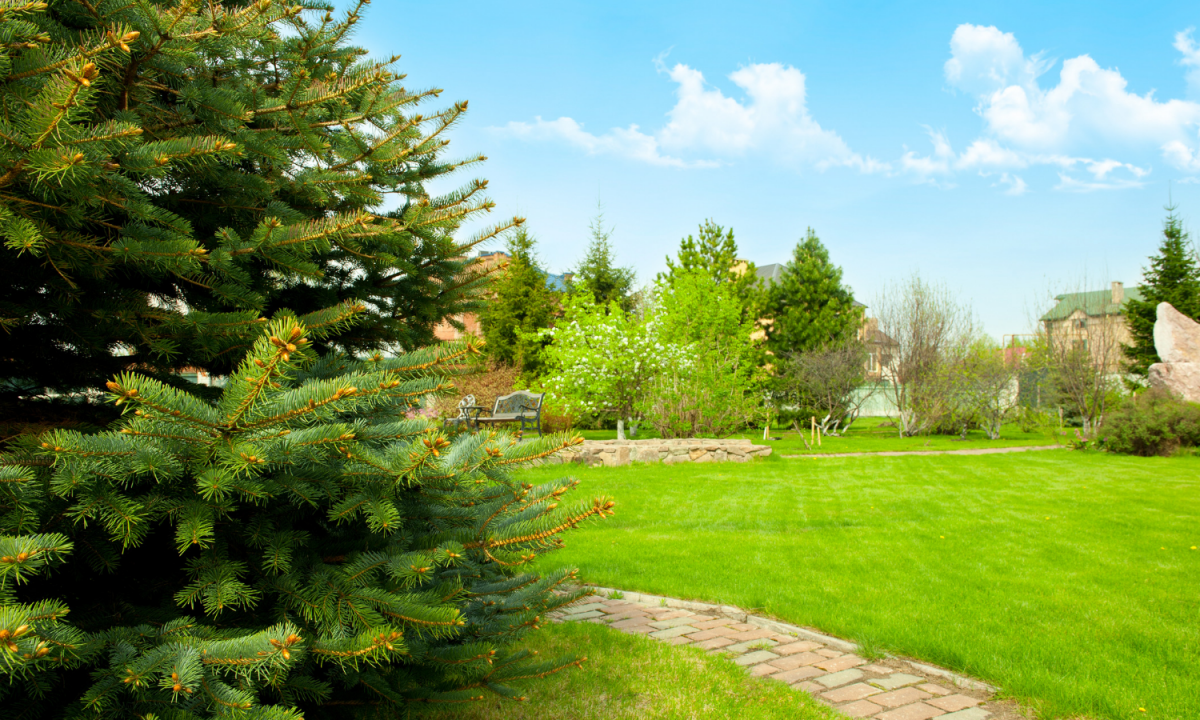 Greenbud - Keeping your Michigan yard private in all seasons